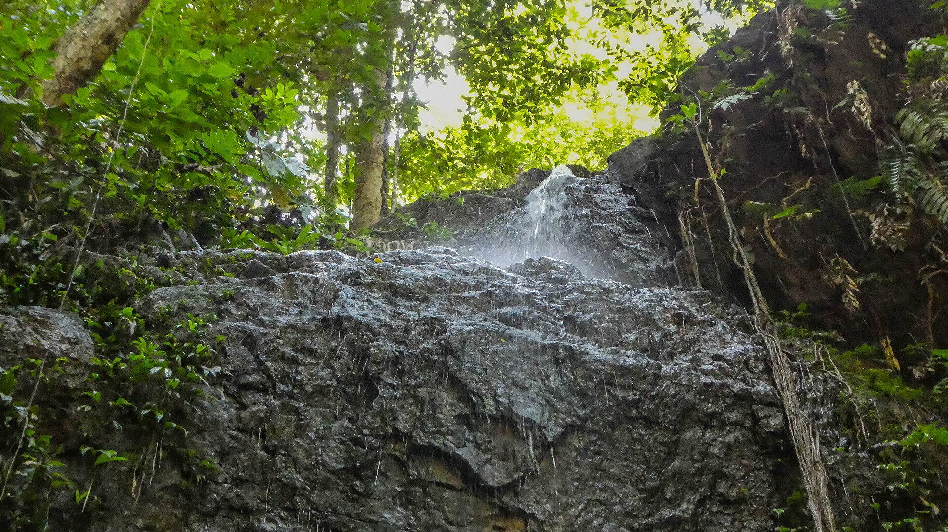 Brownsberg natuurdag