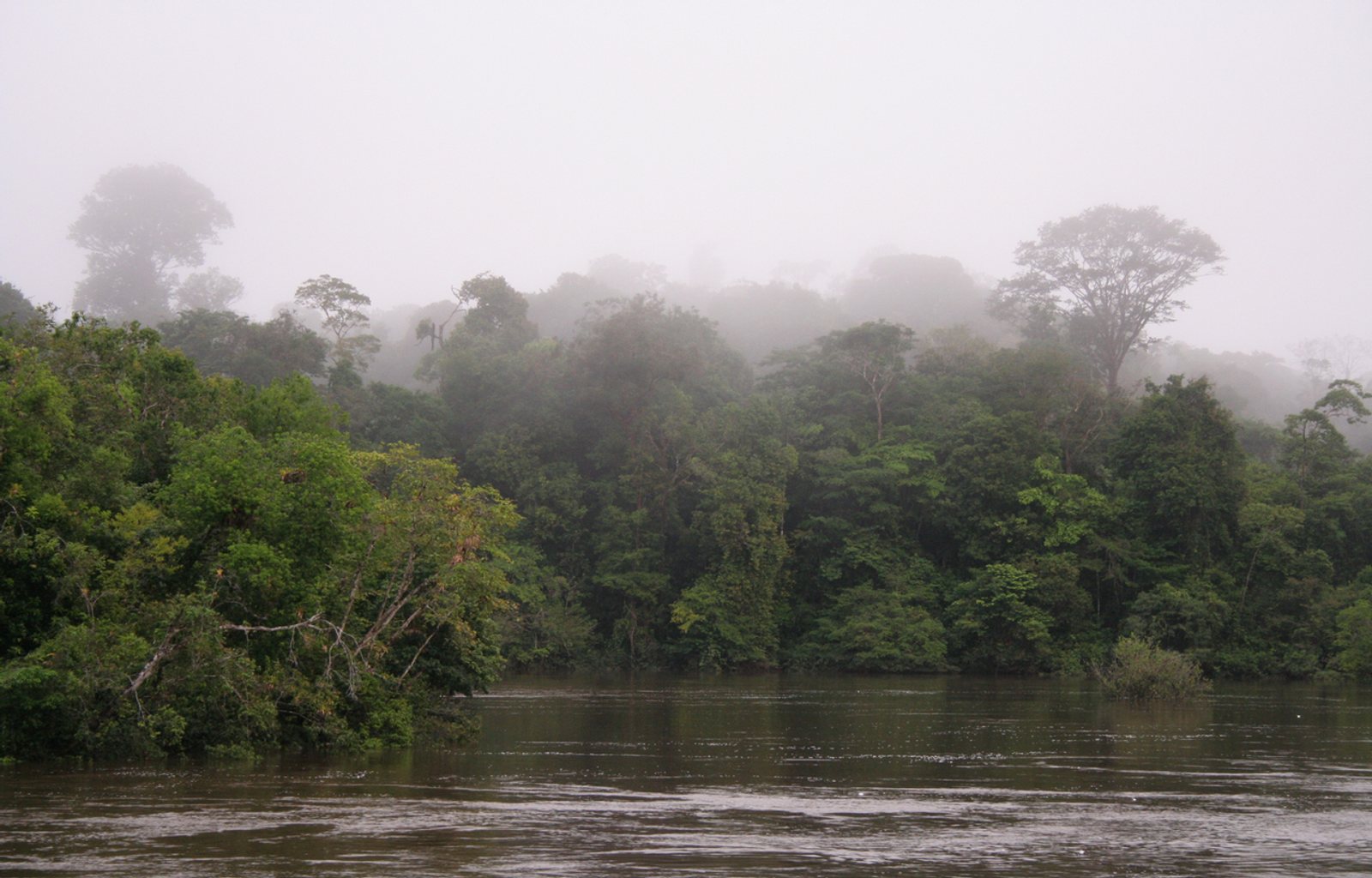 Ochtendmist in Centraal Suriname